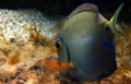   surgeon fish  